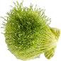 Riccia Fluitans Crystalwort Easy Freshwater Aquarium Live Plant Moss