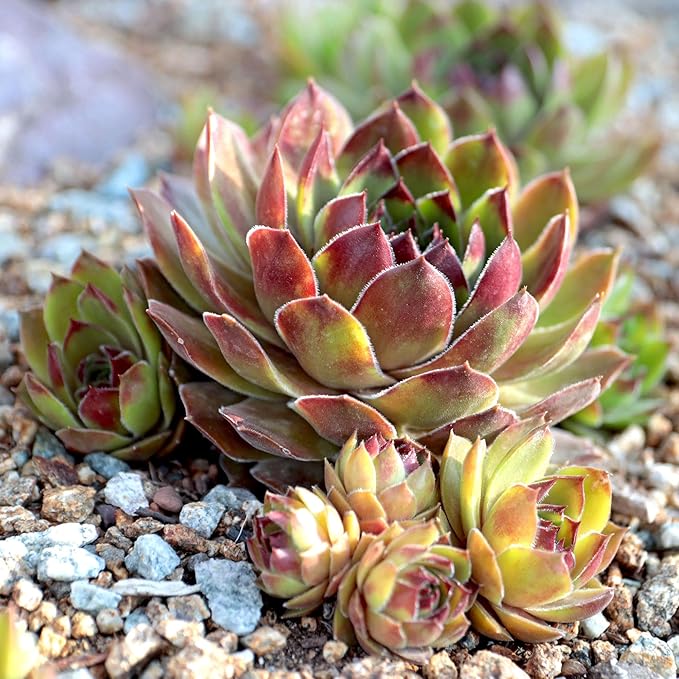 Mountain Crest Gardens Sempervivum Succulent Variety Pack - 12 Hardy Live Rosette Plants, No Repeats, Rooted in 2 Inch Pots - Succulents for Rock Gardens, Containers, DIY Displays
