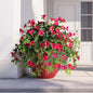 Artificial Flowers Artificial Petunias for Outdoors Artificial Hanging Plants Outdoor Silk Flowers with Stems Outdoor Flowers Uv Resistant for Porch Decor Terrace Decor，Rose Red with Pot 2PCS