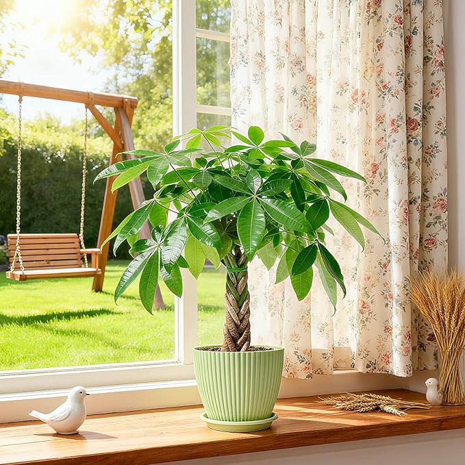 Sprout N Green Small Money Tree with 5 Lucky Braid, Live Plant with Green Stripe Pot, Decoration for Indoor Home Office Tabletop Windowsill Side Table, Housewarming, 8-10" Tall