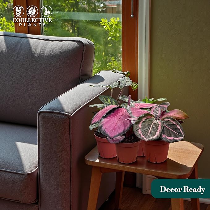 CoollectivePlants Calathea Assorted Collection – Live Indoor Plants in 4" Grower’s Pots (10 Pack), Easy to Grow Beginner Houseplants, Includes UniHeat Pack for Winter Protection