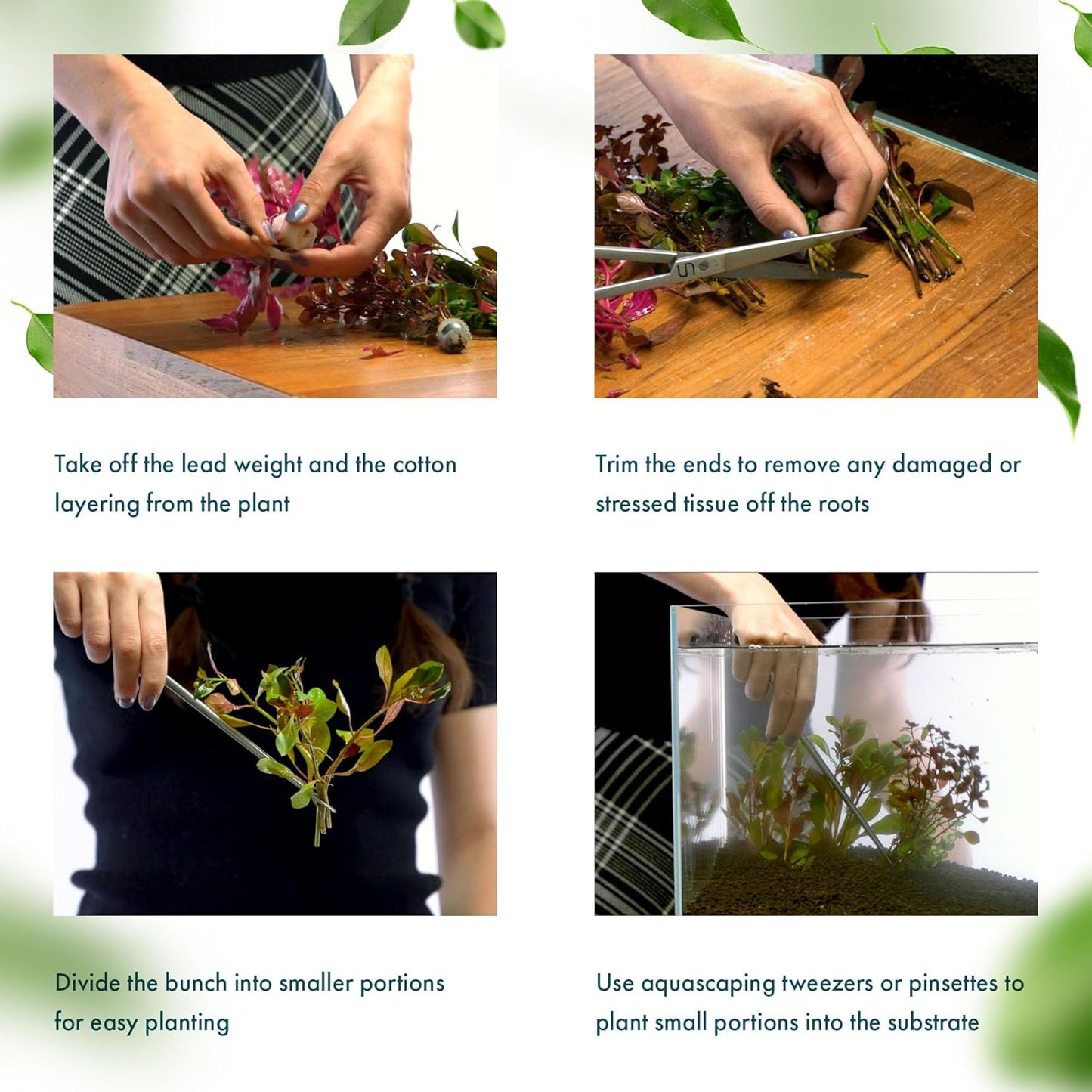 Live Plant - Tall Grass, Vallisneria Americana - Easy Care, Moderate to High Light, Bright Green Accent, Freshwater Aquatic Plant for Aquascaping - Lead Bunch