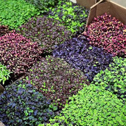 Active Grow Integrated Strip T5 2FT LED Grow Light - T5 Grow Lights for Indoor Plants, Flowers, Fruit, Tropical Plants & Germination - 10W - Red Bloom Spectrum - Linkable - 120-277V - 2-Pack