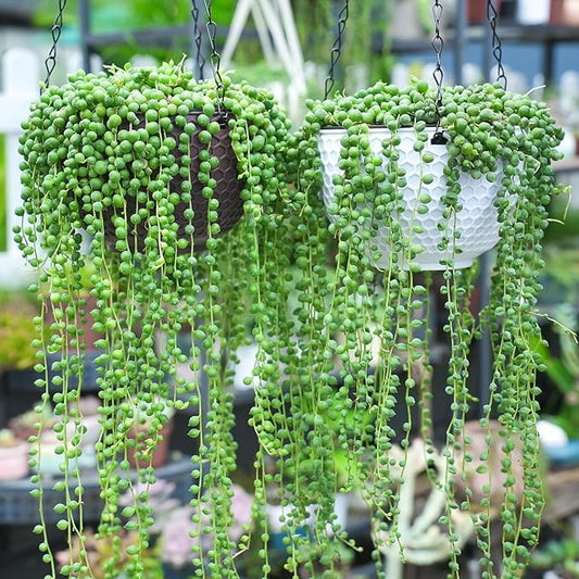 4" String of Pearls with Green Stripe Pot, Live Trailing Succulent House Plant for Home Office Wedding Hanging Decoration, DIY Projects, Party Favor