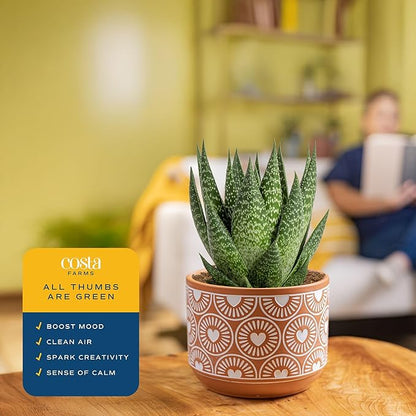 Costa Farms Haworthia, Succulent Live Plant in Decorative Pot, Easy to Maintain Succulent Indoor Houseplant, Home, Room, or Office Decor, House Warming or Birthday Gift, 4-6 Inches Tall