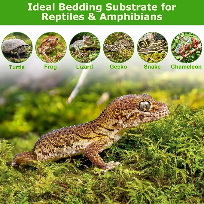 Legigo 3.5OZ Premium Forest Moss for Plants, 4QT Natural Green Sphagnum Moss for Potted Plants, Dried Orchid Moss Potting Mix, Soft Real Moss Decorative for Houseplants Orchids Succulents Reptiles