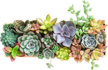 Mountain Crest Gardens Ultimate Succulent Variety Pack - 25 Unique Live Plants, Many Types, Rooted in 2 inch Pots - Indoor/Outdoor Real Succulents for Garden Decor, Favors, DIY Arrangements