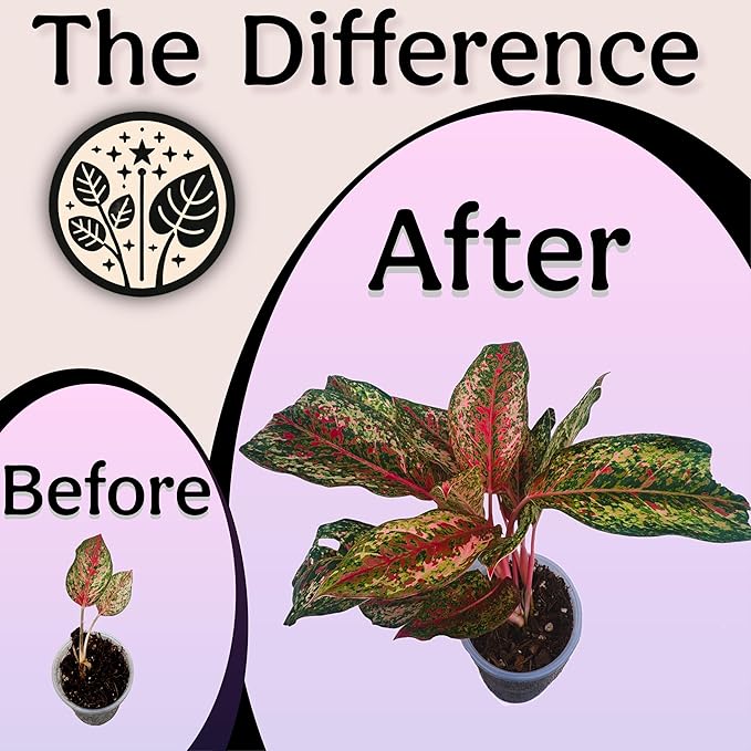 Craft Organic Houseplant Potting Mix, Elite House Plant Soil, Chunky, Well Draining Potting Soil for All Indoor Plants, Tropical Plants & Flowers, Sustainable & Peat Free, Less Prone to Gnats, 12QT