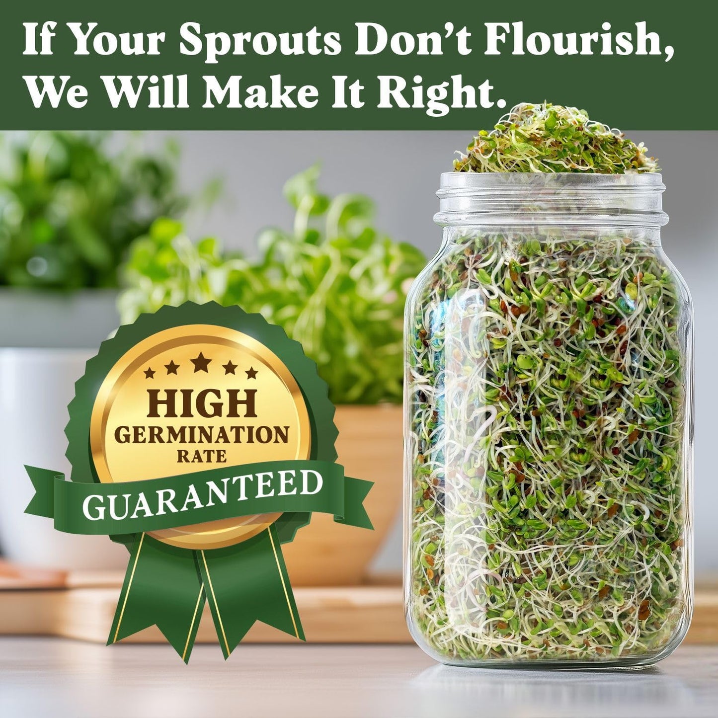 Seedboy Organic Sprouting Seeds - Immune System Booster Blend - Non-GMO, USA Grown - Broccoli, Purple Radish, Alfalfa - Makes 8 Quarts of Sprouts, 24 Servings (8 oz) (Immune System Booster Blend)