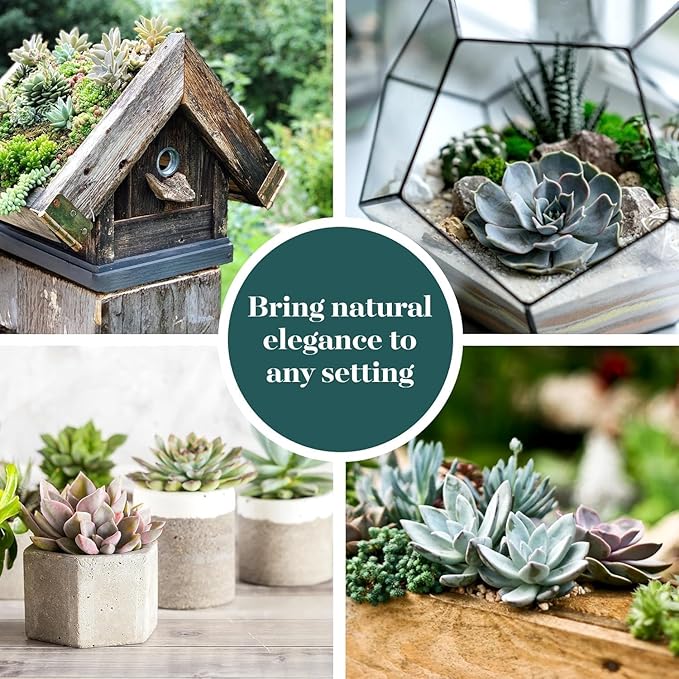 Shop Succulents Echeveria & Rosette Live Succulent Variety Pack – Fully Rooted 2" Potted Plants for Gifts, Favors, DIY Projects, Terrariums, Home Décor, and Garden Arrangements, 12 Pack