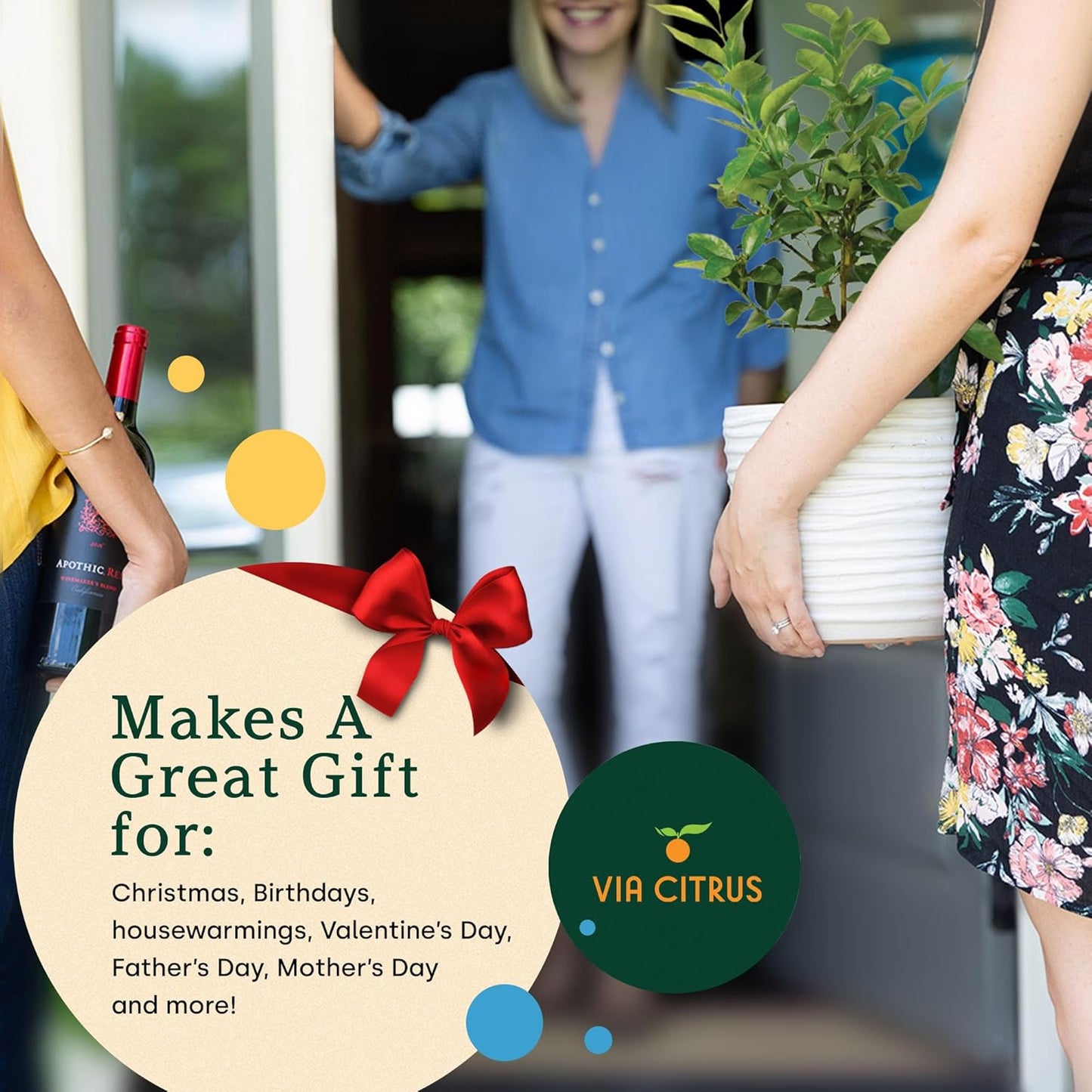 Persian Lime Plant Fruit Trees - Indoor Fruit Trees Live Plants, Outdoor Plants Live, Citrus Tree Pots for Housewarming, Patio, Lime Garden, Cannot Ship: CA,AZ,TX,LA, Real Indoor Tree by Via Citrus