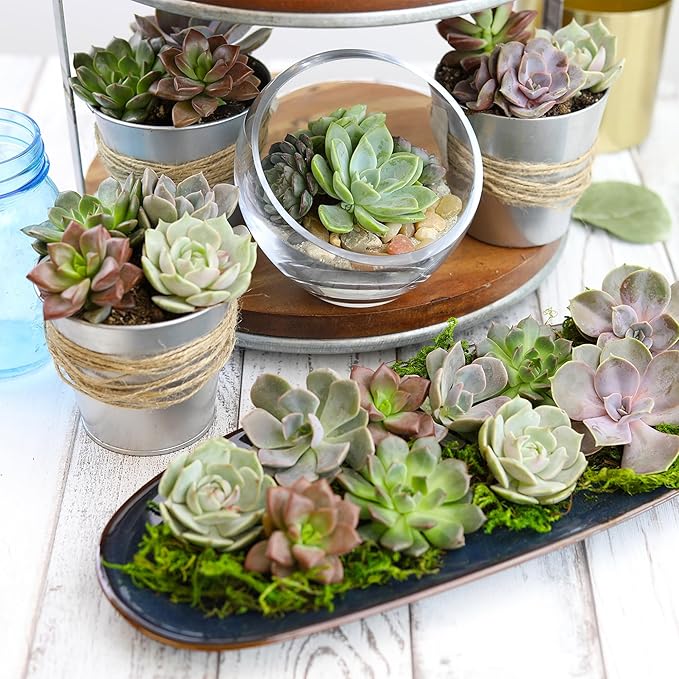 Altman Plants Premium Bulk Succulent Plants (50 Pack), 5 Unique Live Succulents in Sets of 10, Assorted Colors & Shapes, 2 in Pots