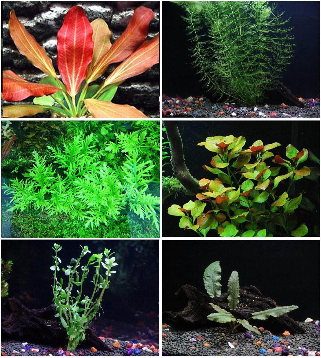 California Bundle - 25+ Stems / 6 Species Live Aquarium Plants Package