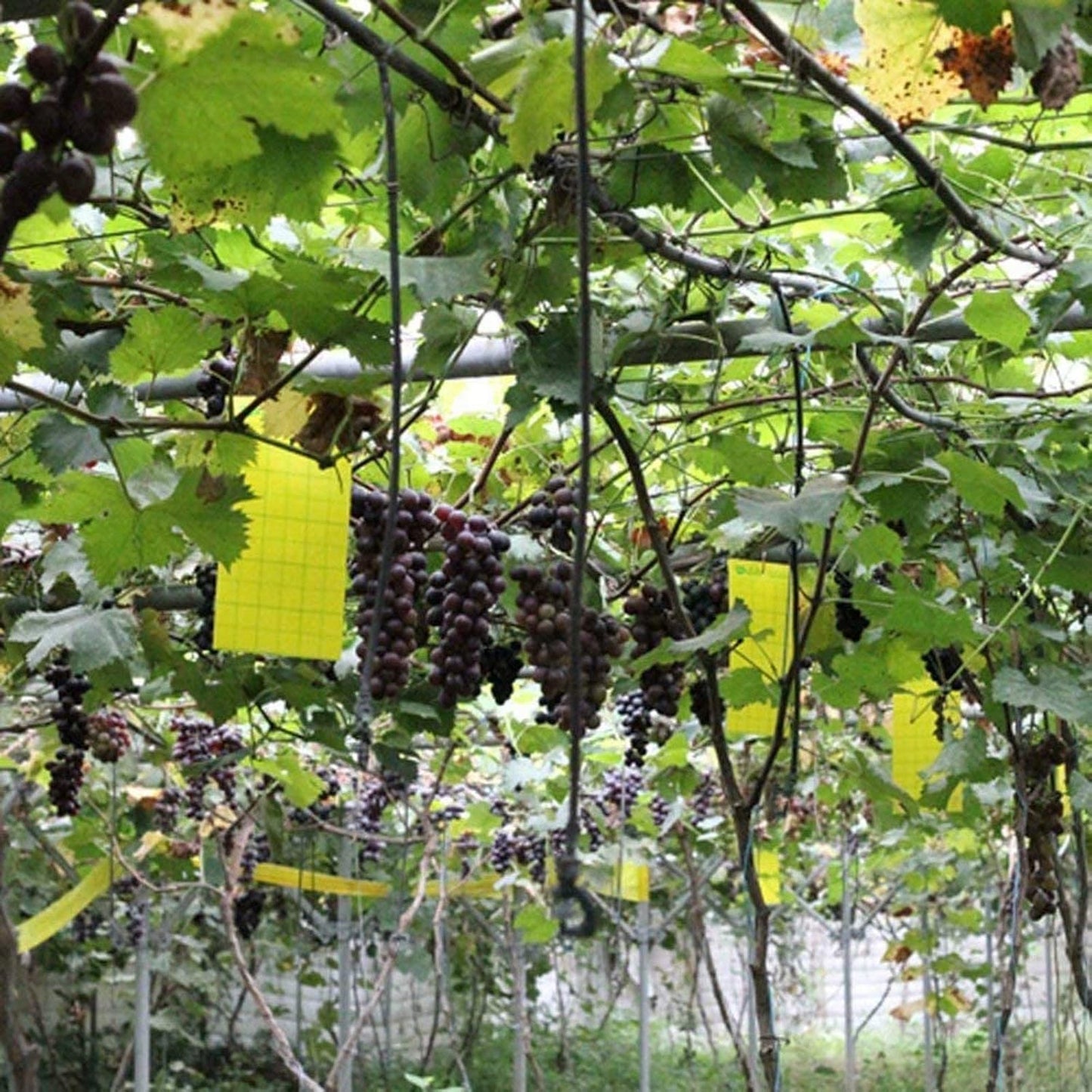 Faicuk Yellow Dual-Sided Sticky Fly Traps for Plant Insect Like Aphids, Fungus Gnats, Leaf Miners and White Flies (10 Pack)