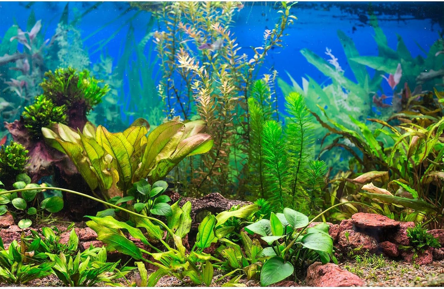 Aquarium Background Various Underwater Grass Plants Aquarium Backdrop Vivid and Fresh Green Aquatic Plants Stone River Bed and Dead Wood Purple Stone Fish Tank Background 24x16in