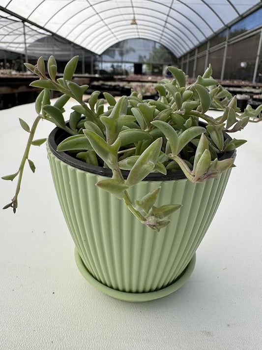 String of Dolphins in 4 inch Green Stripe Pot, Live Succulent Plant Fully Rooted in Pots with Soil, Rare House Plant for Home Office Wedding Decoration DIY Projects Party