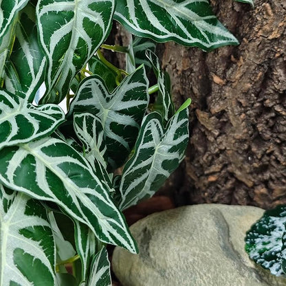 Woyrise Reptile Plants, Terrarium Hanging Plant Vines, Artificial Leaves with Suction Cup, Bearded Dragon Tank Accessories for Gecko Lizard Snake Frog Tortoise Decorations - Alocasia Velvet