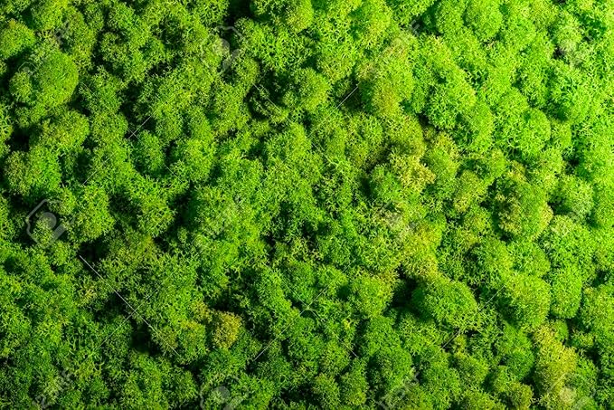 GARDENERA Premium Preserved Reindeer Moss for Potted Plants, Terrariums, Fairy Gardens, Arts and Crafts or Floral Decor Design in Natural (3 Quart Bag)