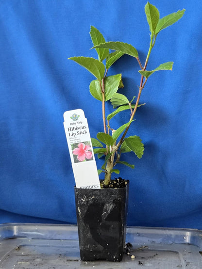 Pink Hibiscus. rosa-sinensis. Live Plant - Tropical Blooming Hibiscus, Pretty Flowers, Used in Tea and Juice (4 Pink Hibiscus Cups)