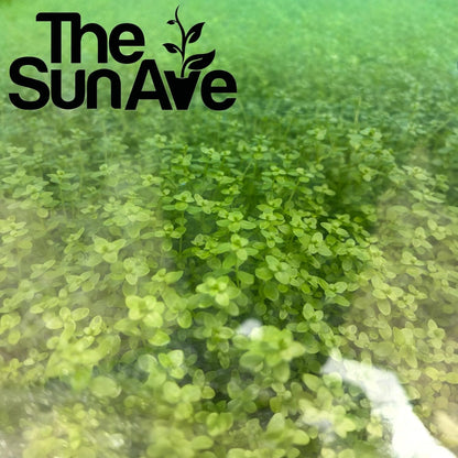 Freshwater Live Aquarium Plants with Roots (Monte Carlo)