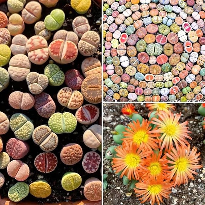 Set 20 Mix Lithops Succulents Plants Live Bulks, Corlorful Living Stones Lithops Live Plants, Beautiful Lithops Living Stones to Grow, Lithop Succulents Cactus Lithop Seedlings