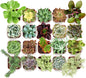 Shop Succulents Collectors Succulent Plant Pack Collection - Live Mini Succulent Plants, Low Maintenance, Colors & Textures - Wedding and Party Favors, Gift & Garden, Pack of 20