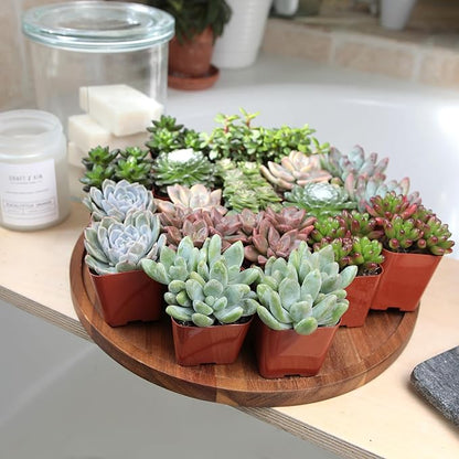 Altman Plants, Live Succulent Plants (20 Pack) Assorted Potted Succulents Plants Live House Plants in Cacti and Succulent Soil Mix, Cactus Plants Live Indoor Plants Live Houseplants in Planter Pots
