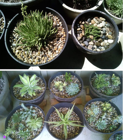 Voulosimi River Rock Stones, Natural Decorative Polished Mixed Pebbles Gravel,Outdoor Decorative Stones for Plant Aquariums, Landscaping, Vase Fillers (8 LB, Mixed Colors)