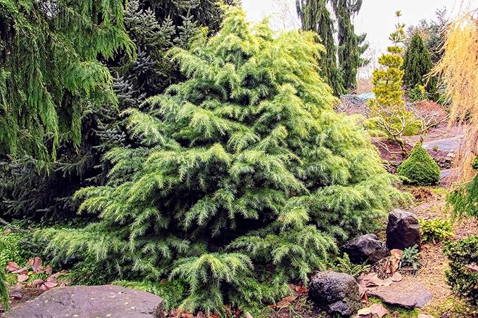 Gardenera Premium Himalayan Cedar Potting Soil Mix - Perfect Balance of Nutrients, Drainage, and Aeration for Healthy Cedar Trees - 4 Quart