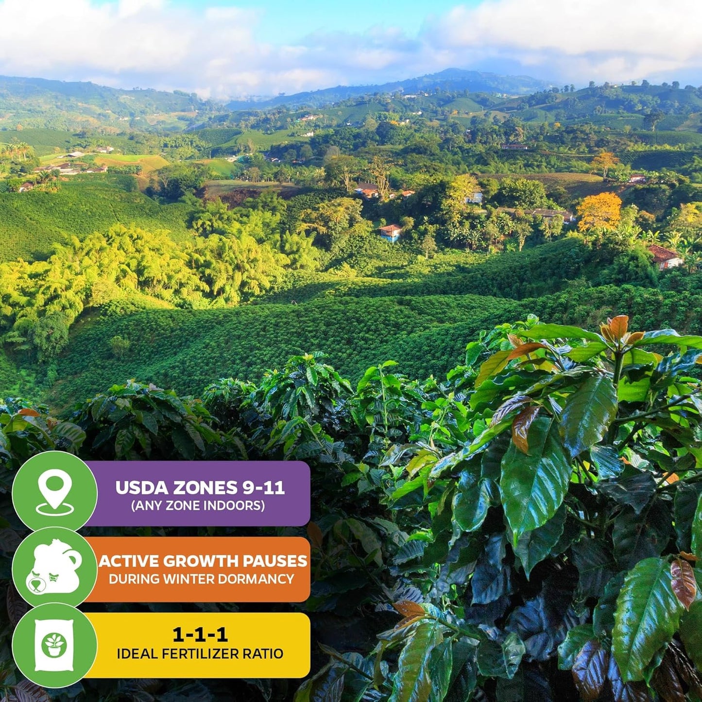 Coffee Live Plant - Coffea Arabica - Wellspring Gardens Starter Plant - Great for Gardeners & Coffee Lovers - Shrub Tree for Home Garden & Yard - Grow Your Own Coffee Beans - for Indoor or Outdoor