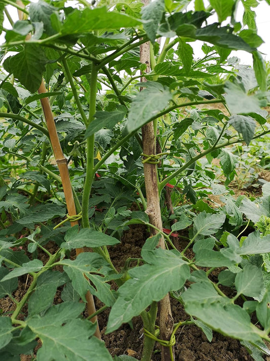 TIPU Soft Rubber Garden Rope Twine, Soft Hollow Stretchy Plant Support and Garden Twine, Green, 262 FT