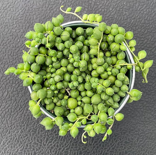 Sprout N Green 4" String of Pearls with Vintage Metal Pot, Live Trailing Succulent House Plant for Home Office Wedding Hanging Decoration, DIY Projects, Party Favor