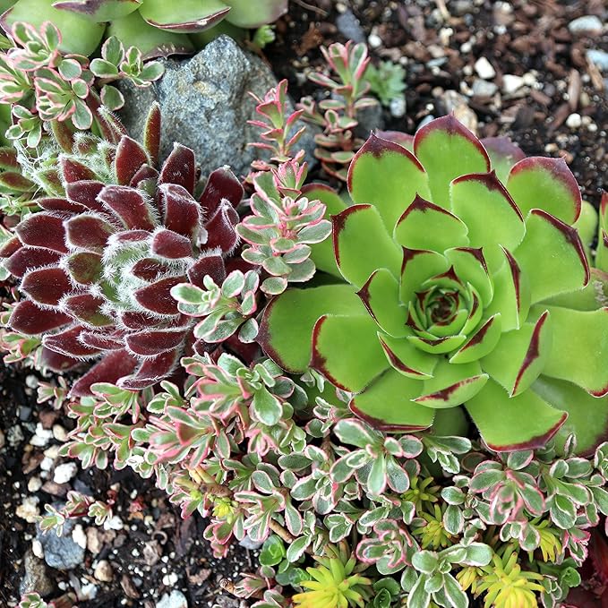 Mountain Crest Gardens Hardy Succulent Variety Pack - 12 Frost-Tolerant Live Plants, Rooted in 2 Inch Pots - Real Outdoor Succulents for Rock Gardens, Landscaping, DIY Arrangements