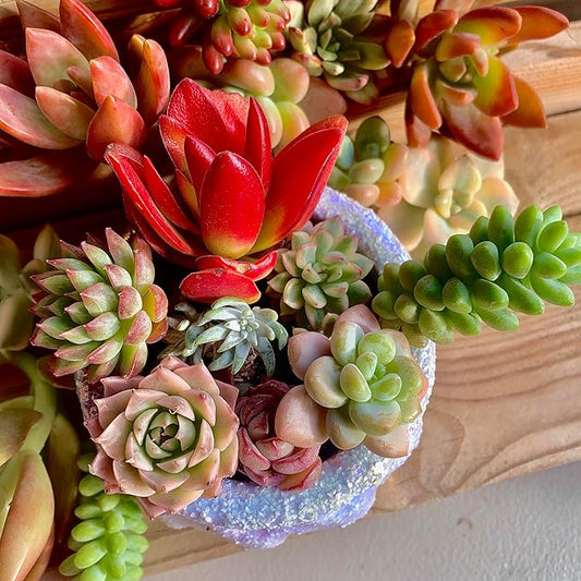 Succulent Cuttings 12pcs Rare Succulents Plants Live, Bare Root Without Pot Soil,No Repeats – Indoor Outdoor DIY Garden Decor Wedding Favors Terrarium Starter Kit