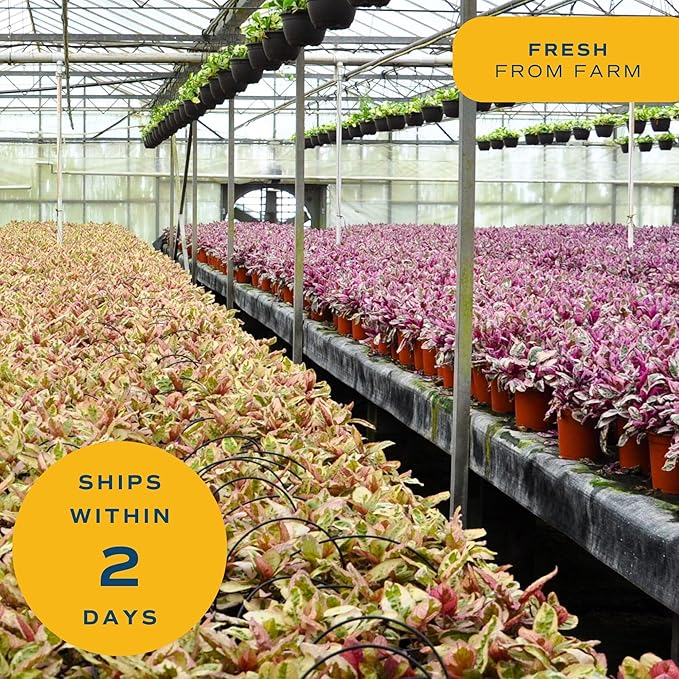 Costa Farms Haworthia Live Plants in Decorative Pots, Easy to Maintain Indoor Succulents, Houseplants for Home, Room, or Office Decor, House Warming or Birthday Gift, 2.75-6 Inches Tall, Pack of 2