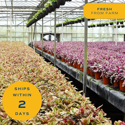 Costa Farms Haworthia Live Plants in Decorative Pots, Easy to Maintain Indoor Succulents, Houseplants for Home, Room, or Office Decor, House Warming or Birthday Gift, 2.75-6 Inches Tall, Pack of 2