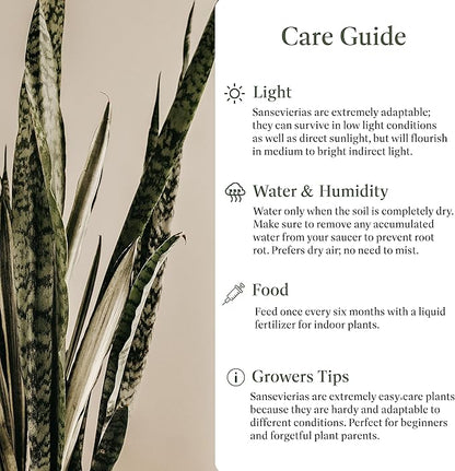 American Plant Exchange Snake Plant – Large 10-Inch Pot Green Sansevieria Zeylancia, Low-Maintenance, Air-Purifying Live Houseplant for Home, Office, or Outdoor Patio Garden Décor