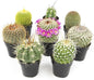 Altman Plants, Assorted Cactus Plants Live Cactus Decor (8PK), Cactus Plant Live Succulents Plants Live in Cactus Soil Potting Mix, Live Cacti Plants Live Succulent Plants Live Plants in Cactus Pot