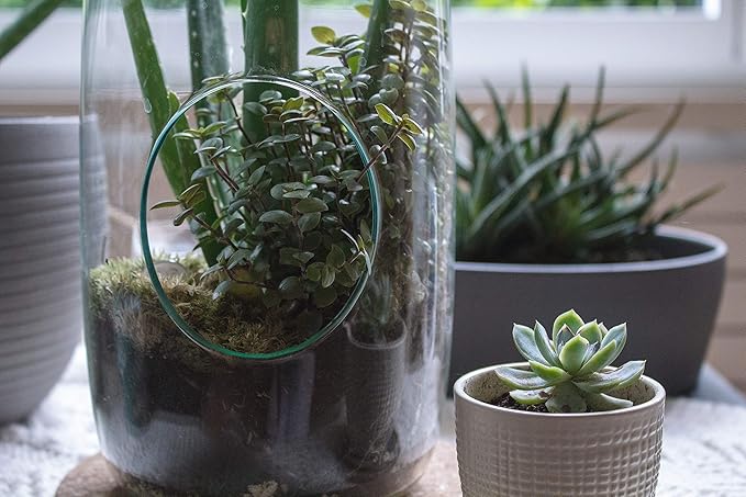 WGV Hanging Glass Plant Terrarium, Width 5", Height 13", Lantern DIY Air Succulent Planter Clear Tea Light Votive Candle Holder, Wedding Event Office Home Outdoor Decor, 1 Piece