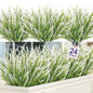 Ouddy Decor 24 Bundles Artificial Lavender Fake Flowers Faux Plastic Plants for Home Wedding Kitchen Garden Patio Window Box Office Table Centerpieces Indoor Outdoor Decor, White