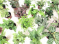 Mini Terrarium Plants (6 Plants) (2" Pots) Fairy Garden Plants Assorted Varieties