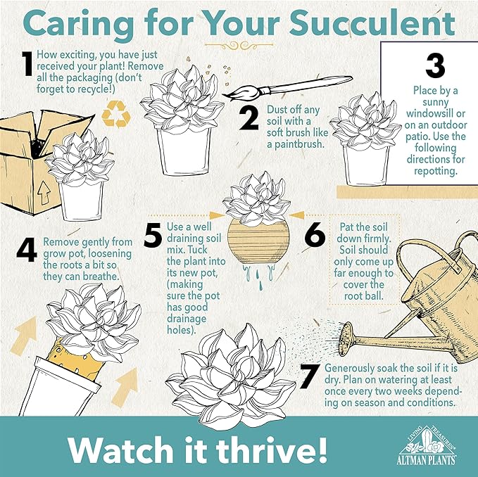 Altman Plants Premium Bulk Succulent Plants (50 Pack), 5 Unique Live Succulents in Sets of 10, Assorted Colors & Shapes, 2 in Pots