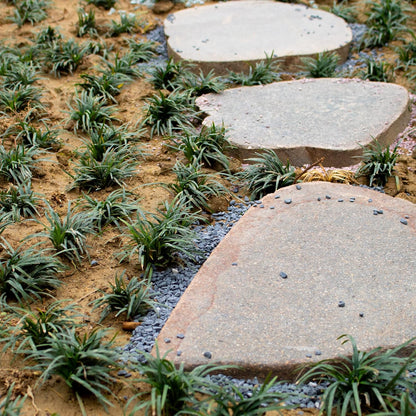 7lb Black Cactus Pea Gravel Rocks,1/4 Inch Pebbles for Indoor Plants, Natural Succulent Rock and River Rocks Decorative for Aquariums, Vases, Outdoor Gardening, Top Dressing for Potted Plants