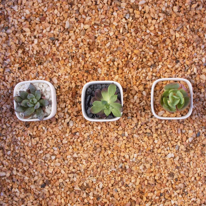 3lb Cactus Pea Gravel Rocks,1/5 Inch Pebbles for Indoor Plants, Natural Succulent Rock and River Rocks Decorative for Aquariums, Vases, Terrarium, Outdoor Gardening, Top Dressing for Potted Plants