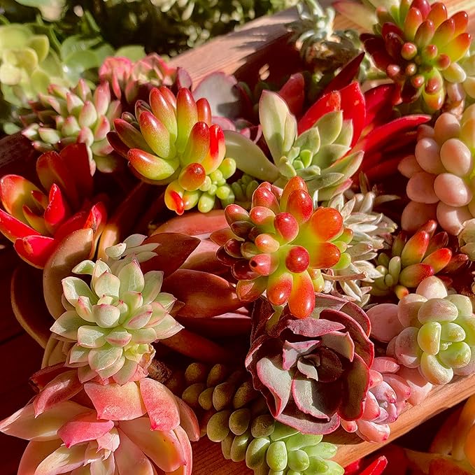Succulent Cuttings 12pcs Rare Succulents Plants Live, Bare Root Without Pot Soil,No Repeats – Indoor Outdoor DIY Garden Decor Wedding Favors Terrarium Starter Kit