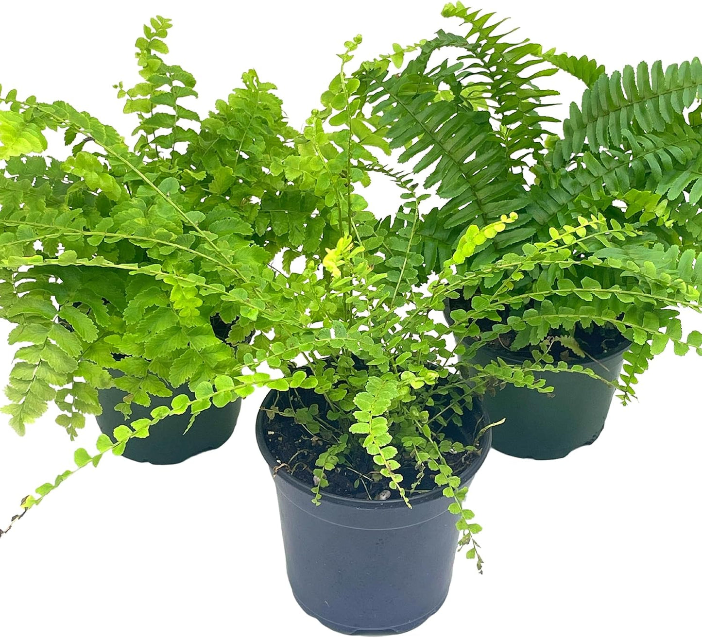 BubbleBlooms Boston Fern Assortment, 3 Different 4 inch Boston Ferns, Nephrolepis exaltata Variety Mix