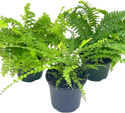 BubbleBlooms Boston Fern Assortment, 3 Different 4 inch Boston Ferns, Nephrolepis exaltata Variety Mix