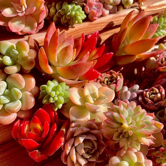 Succulent Cuttings 12pcs Rare Succulents Plants Live, Bare Root Without Pot Soil,No Repeats – Indoor Outdoor DIY Garden Decor Wedding Favors Terrarium Starter Kit