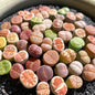 Lithops Random Mix Rare Live Succulent Plants, 30/50/100 Pcs Succulent Live Plant, Bare Root Without Pot & Soil, Indoor Office, Friend Plant Lovers Gifts