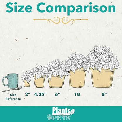 Essential Houseplant Collection (3PK) Live Plants Indoor Plants Live Houseplants in Plant Pots, Easy House Plants Indoors Live, Snake Plant, Pothos in Potting Soil, Clean Air Plants by Plants for Pets